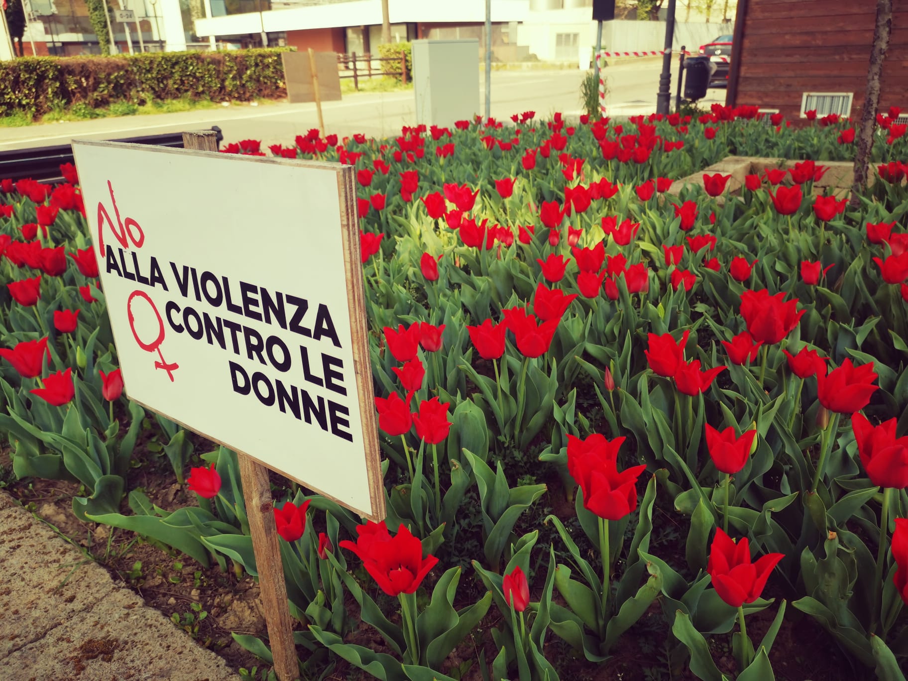 Casale Cremasco, sono fioriti i 2000 tulipani piantati per la giornata internazionale per l’eliminazione della violenza contro le donne
