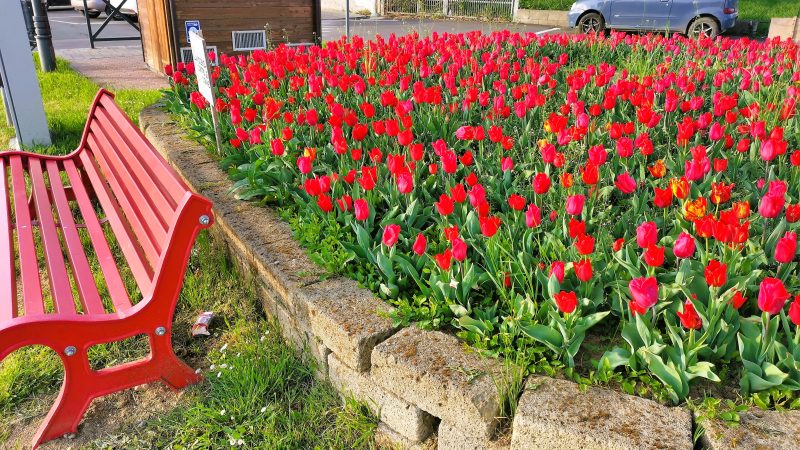 Casale Cremasco Vidolasco, è fiorita anche quest’anno l’aiuola dei 2000 tulipani