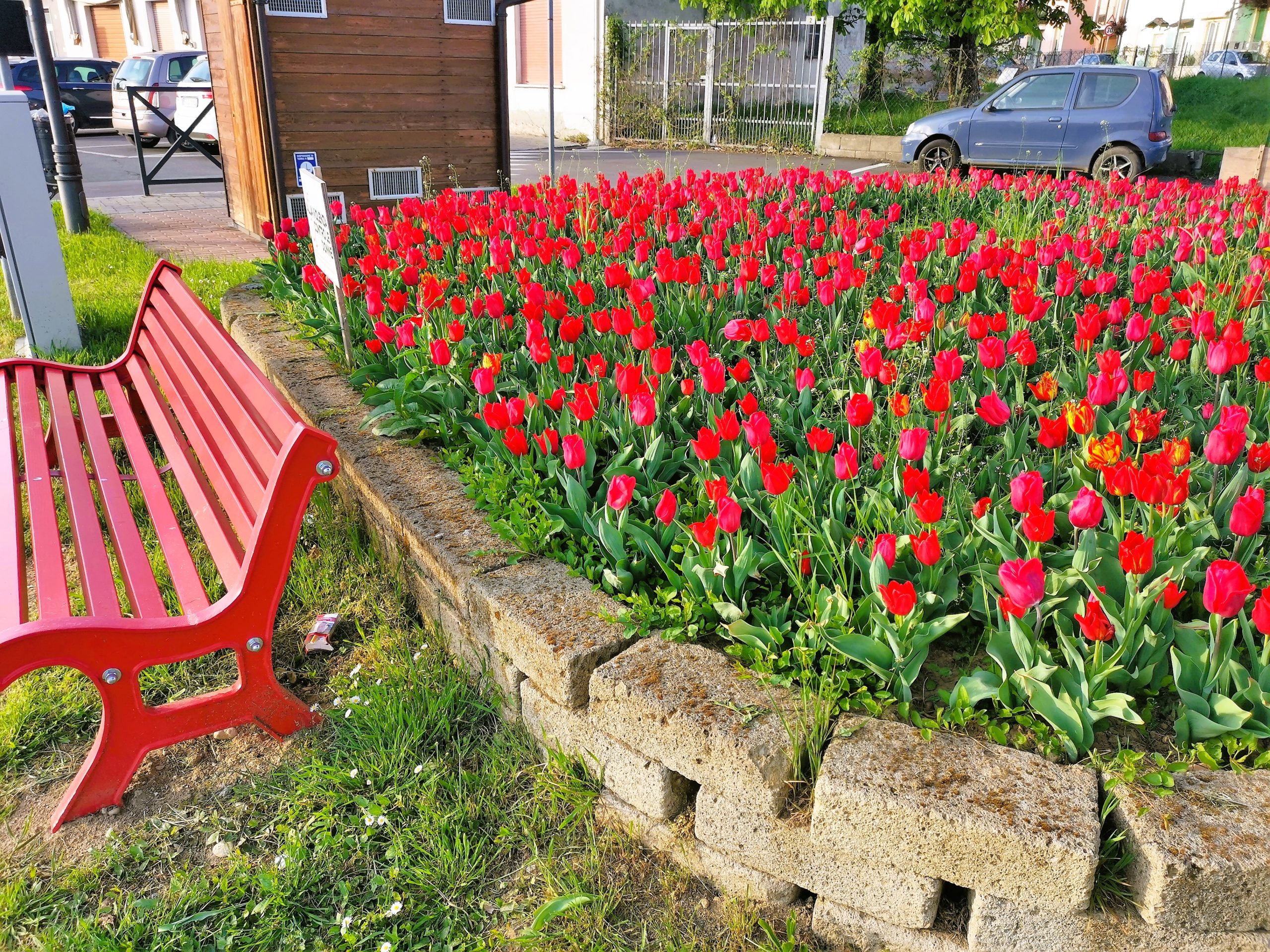 Casale Cremasco Vidolasco, è fiorita anche quest’anno l’aiuola dei 2000 tulipani