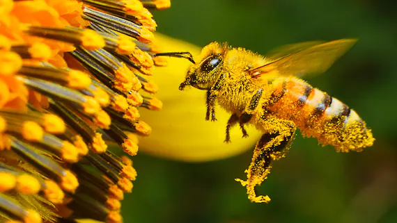 Evviva le api, casette dal Rotary al parco Marie Curie